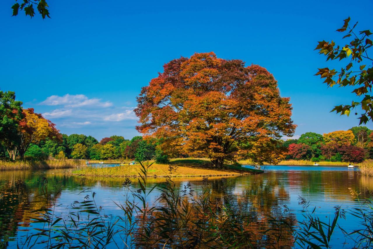 昭和記念公園の紅葉