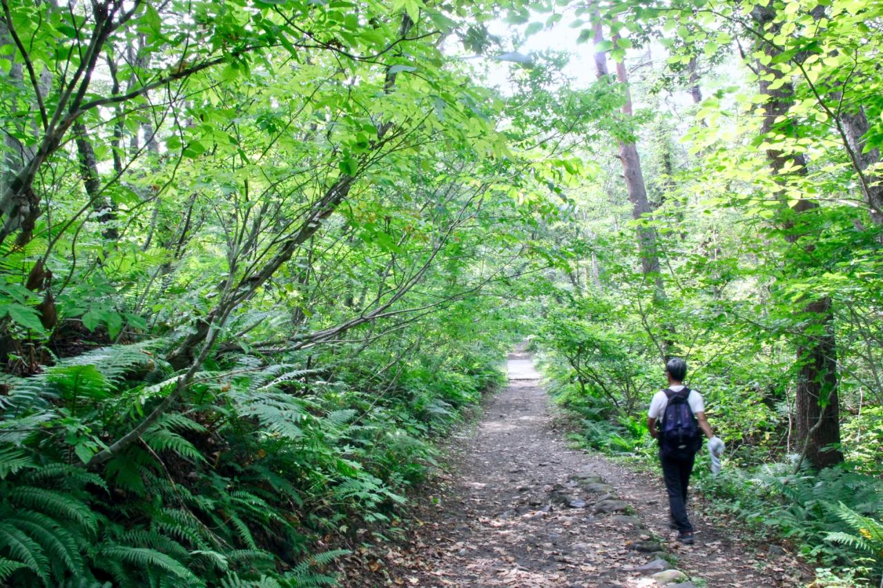 五色沼自然探勝路　遊歩道