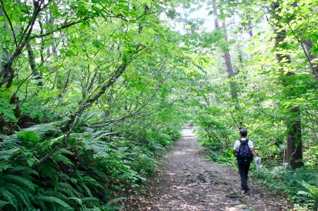 五色沼自然探勝路　遊歩道