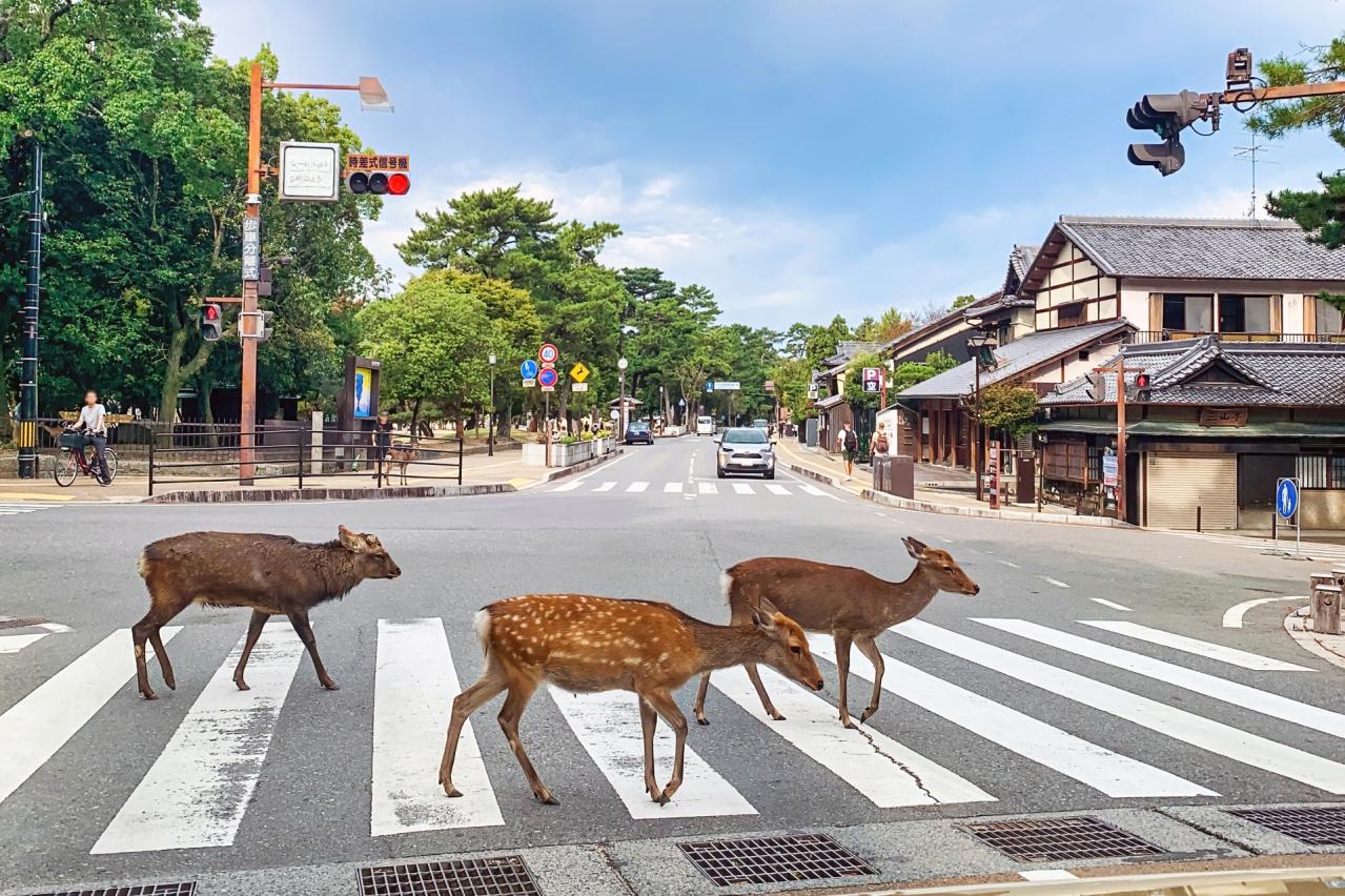 律儀すぎる奈良の鹿！青信号を待って横断中