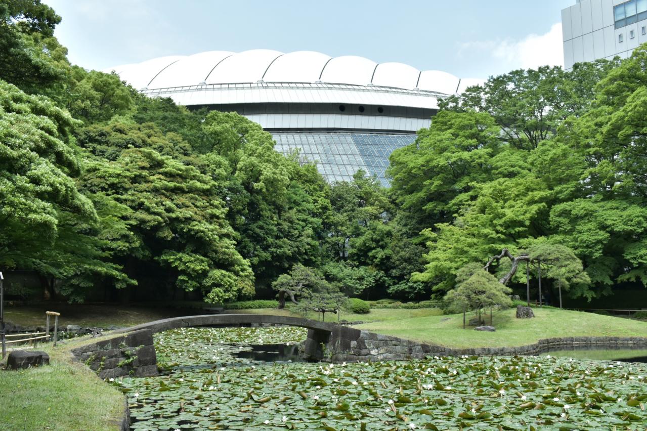 東京ドームと睡蓮