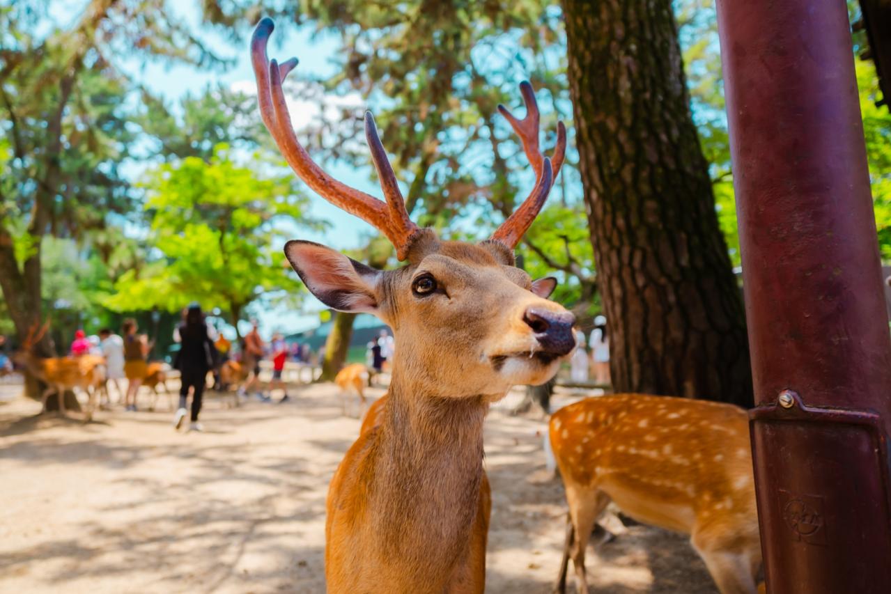 奈良公園の鹿