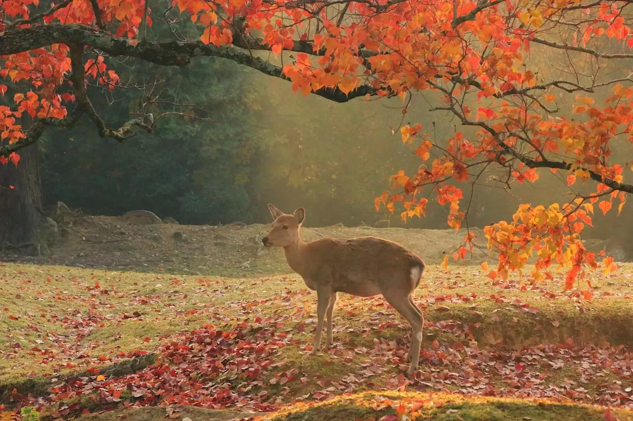 鹿のいる風景　紅葉　奈良公園の朝