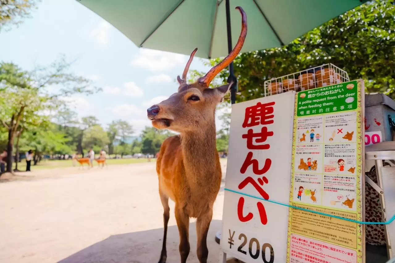 奈良公園の鹿　鹿せんべい