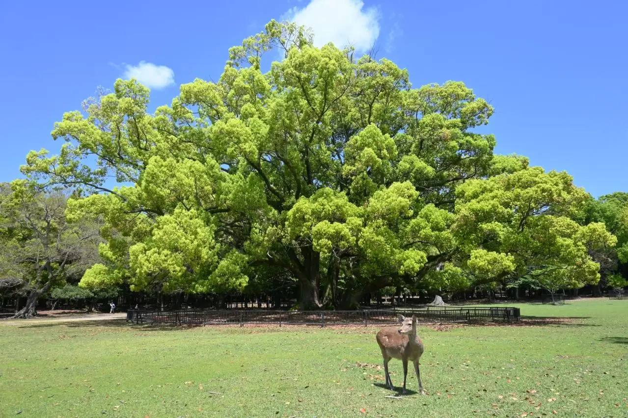 新緑に歩く奈良公園の生命力溢れる大楠