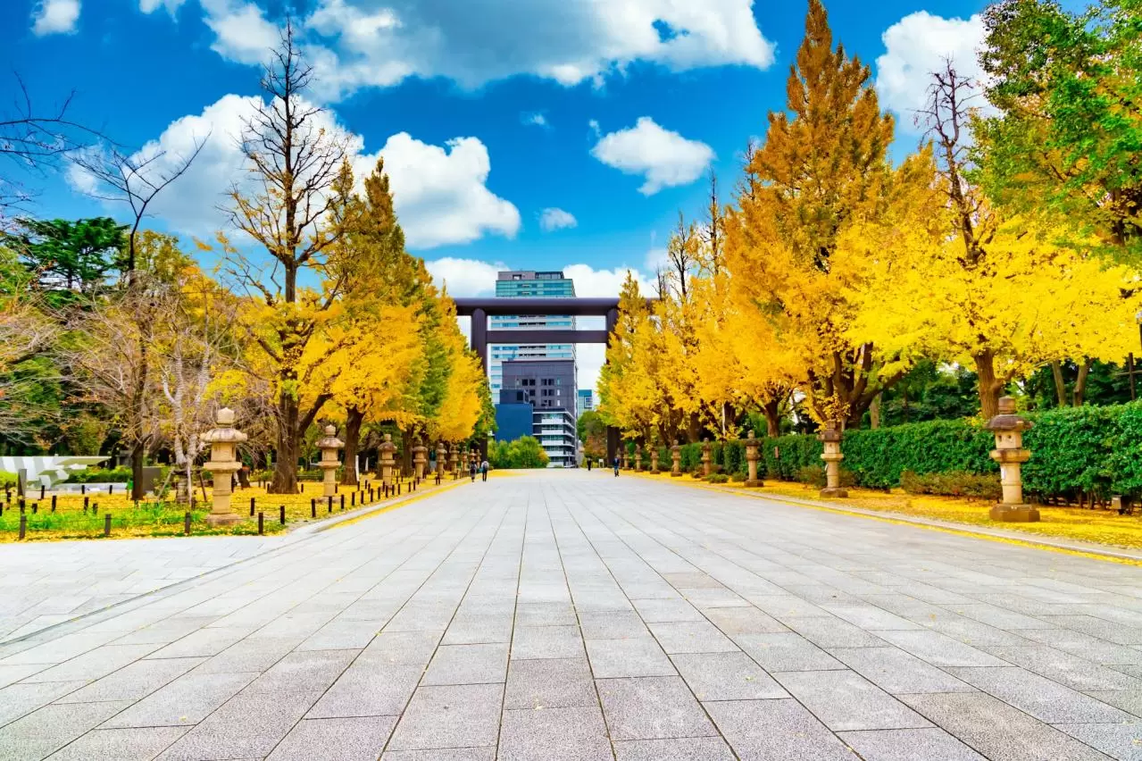 靖国神社の銀杏並木