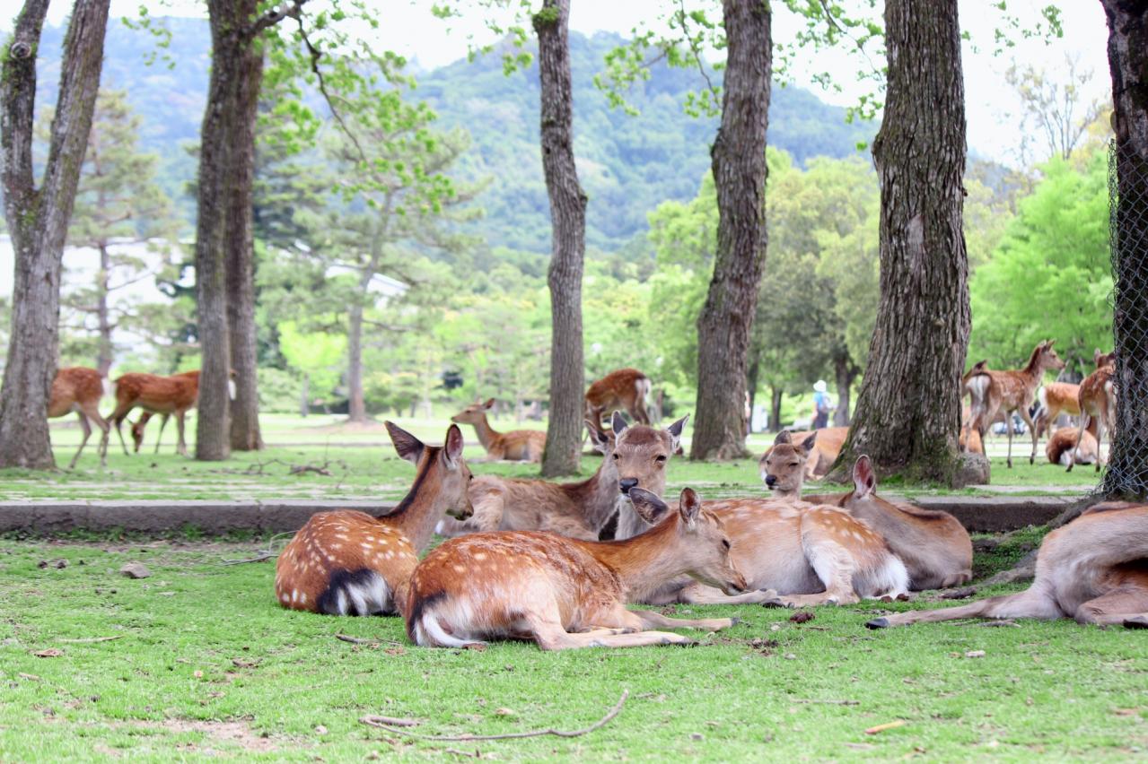 奈良公園シカ
