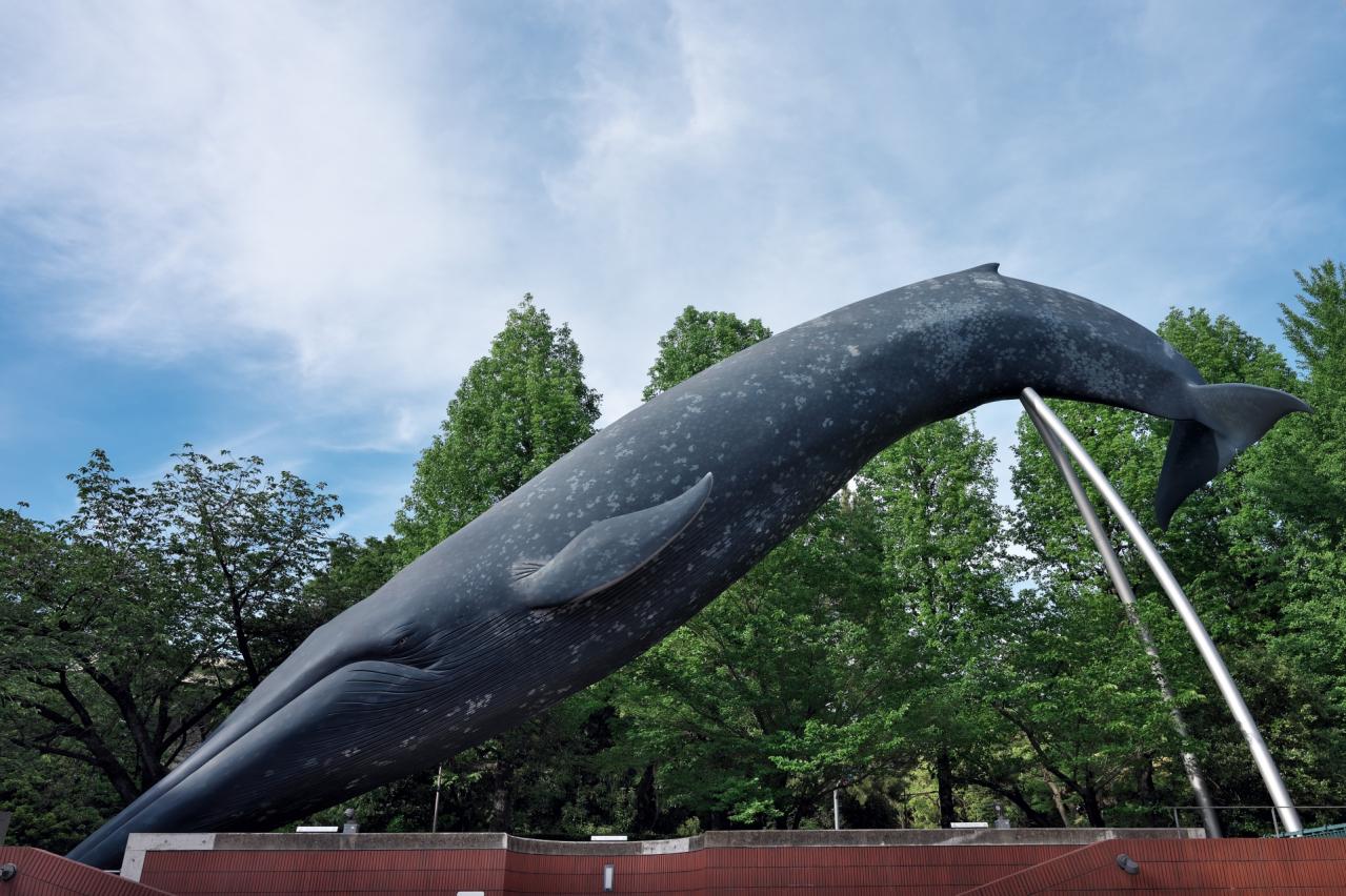 国立科学博物館　シロナガスクジラの大模型