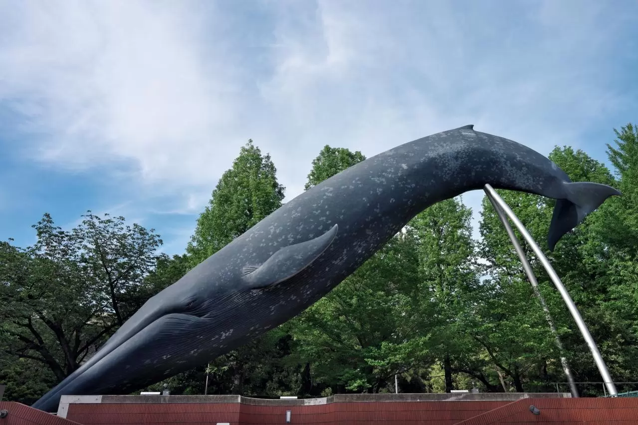 国立科学博物館　シロナガスクジラの大模型