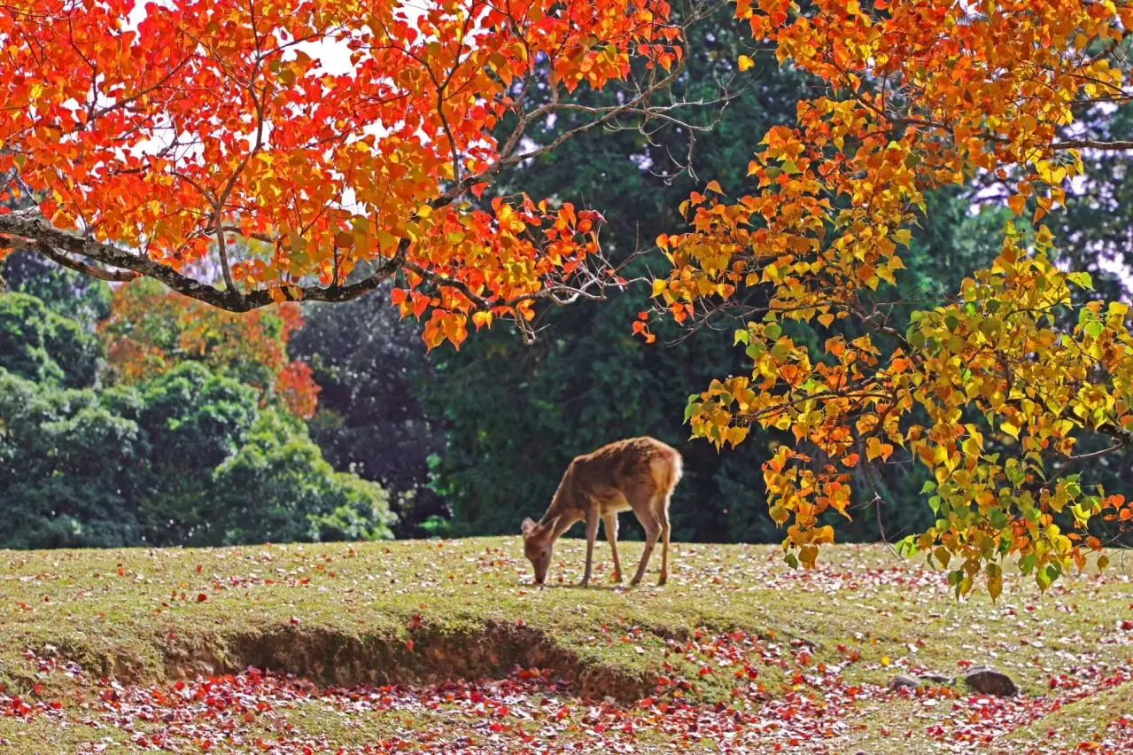 奈良公園の鹿・飛火野の紅葉