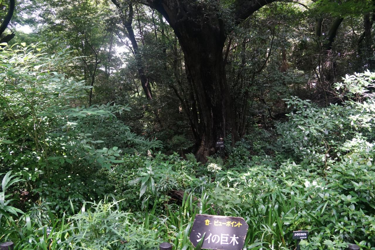 国立科学博物館附属自然教育園（植物園）