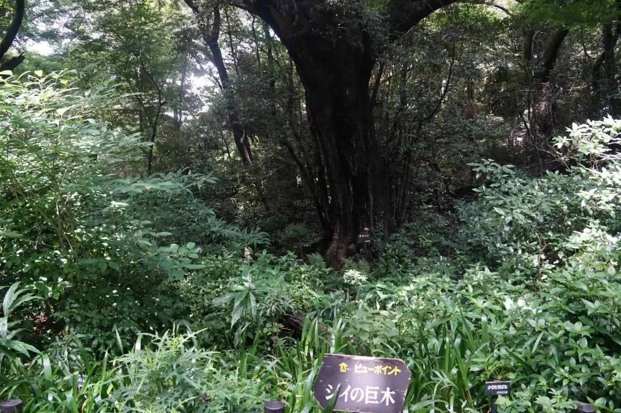 国立科学博物館附属自然教育園（植物園）