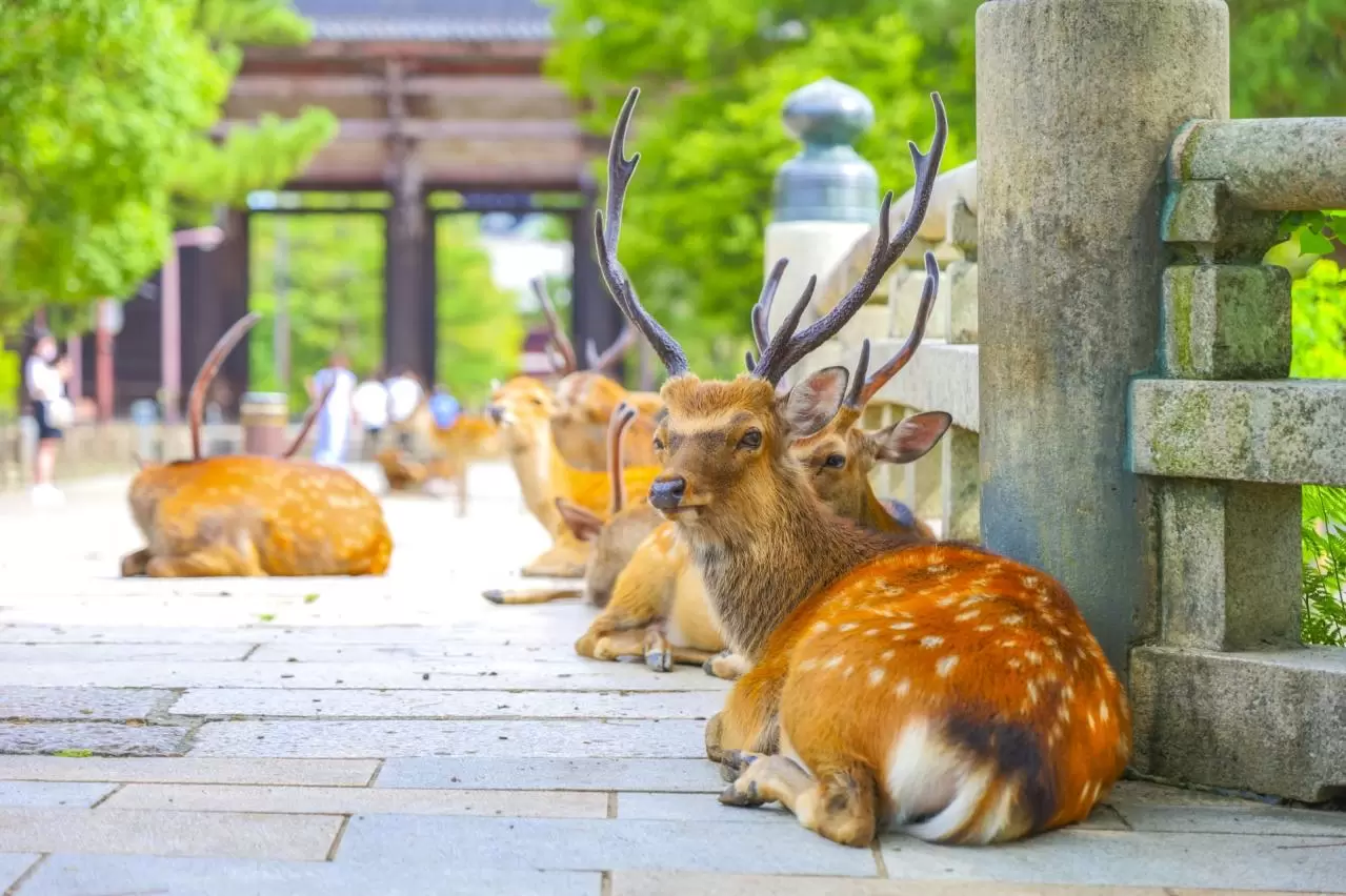東大寺の参道で座る鹿の群れ