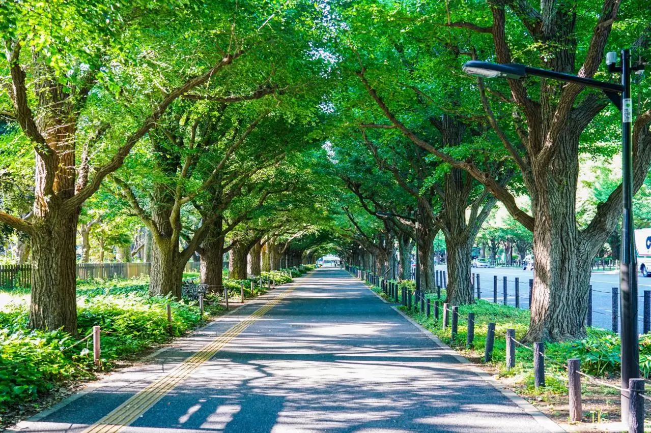 新緑の明治神宮外苑イチョウ並木