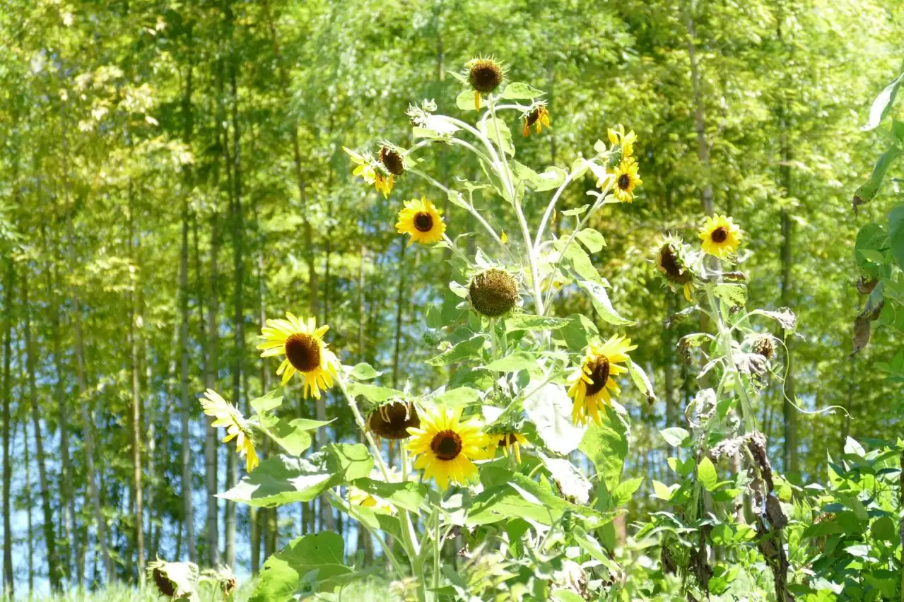 馬籠宿からのひまわり　岐阜県　恵那