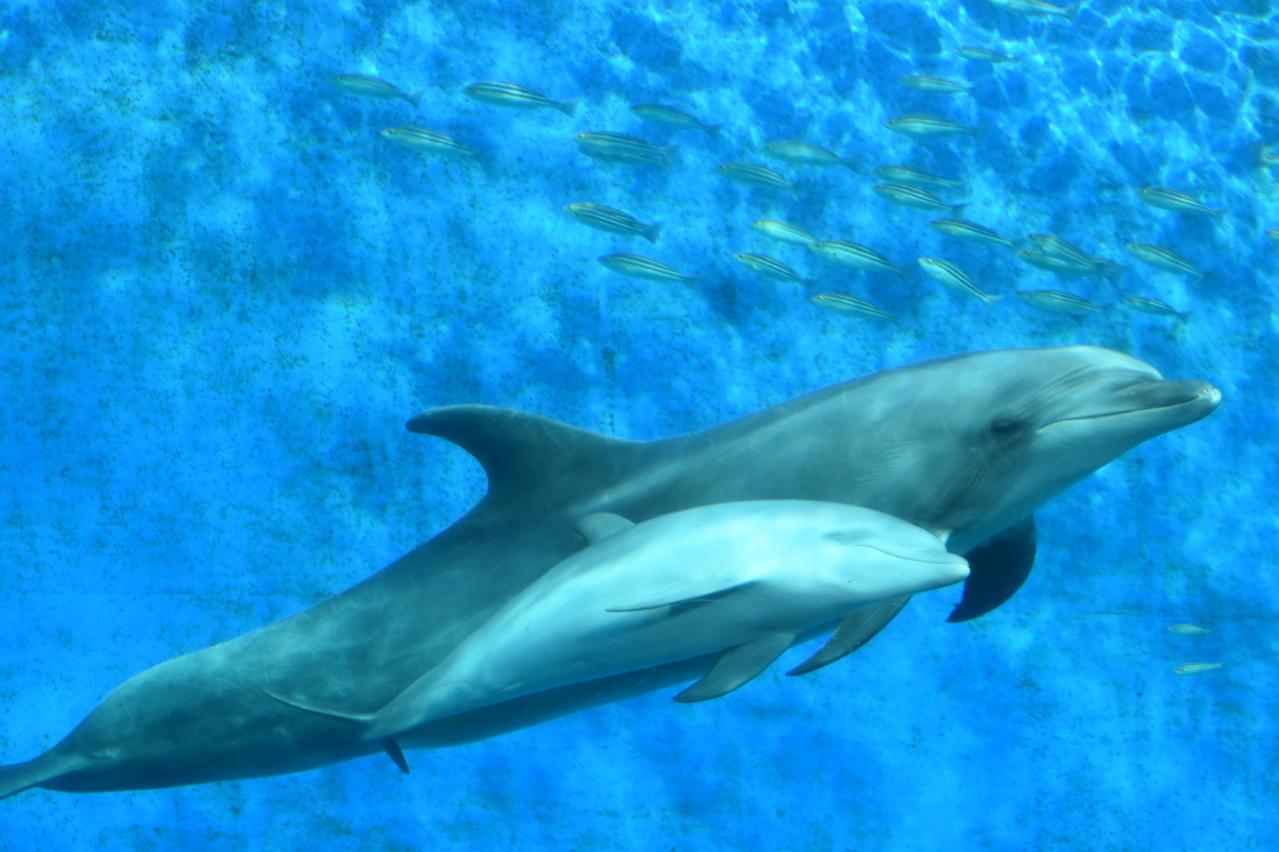 イルカの親子