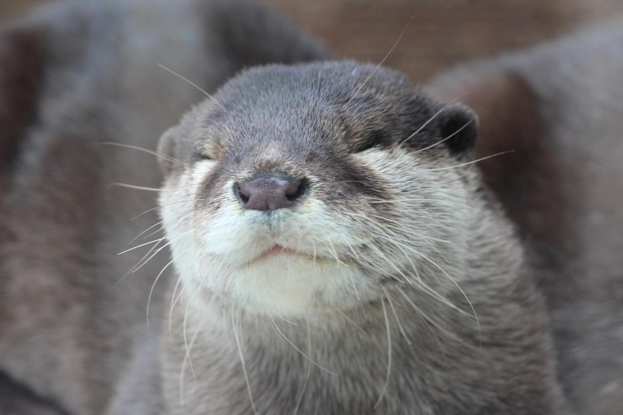 コツメカワウソ