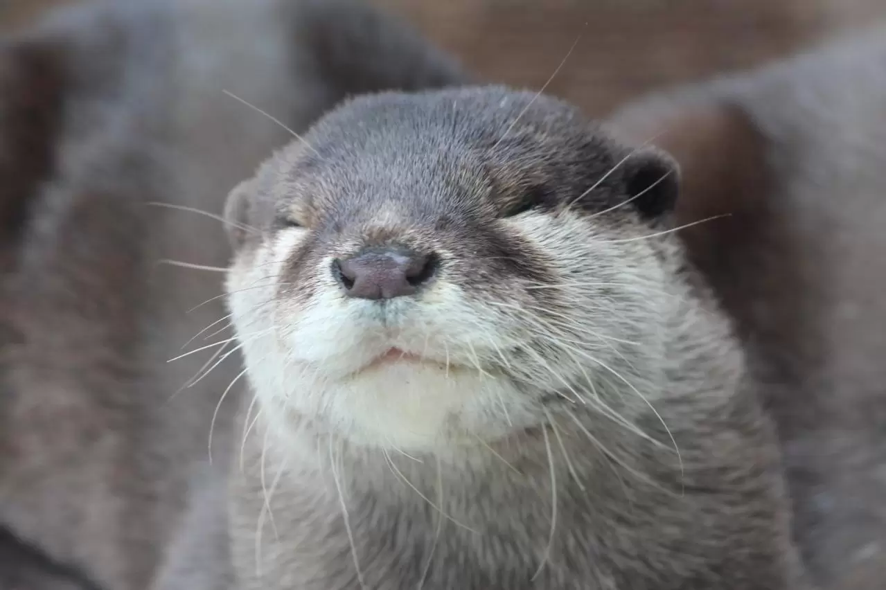 コツメカワウソ