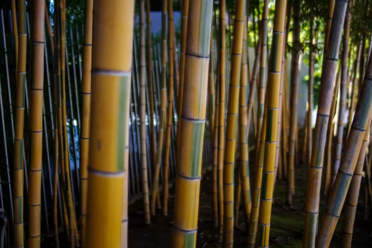 東京港区南青山6丁目の根津美術館の竹