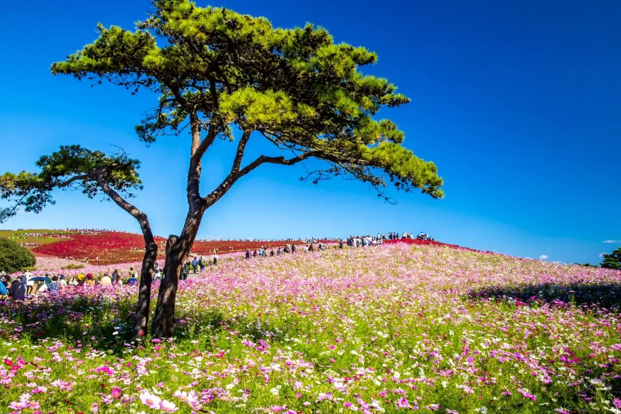 ひたち海浜公園　コスモス畑