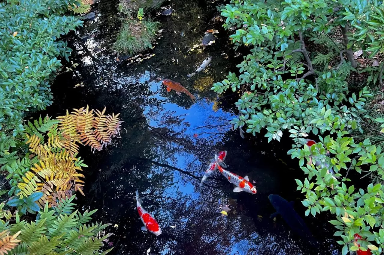 池に映る空と鯉
