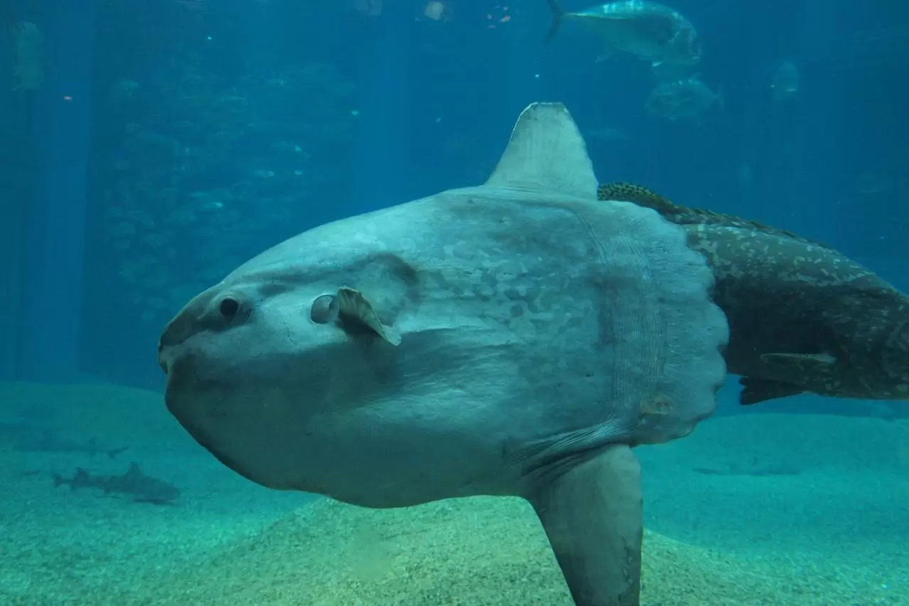 マンボウ　海遊館