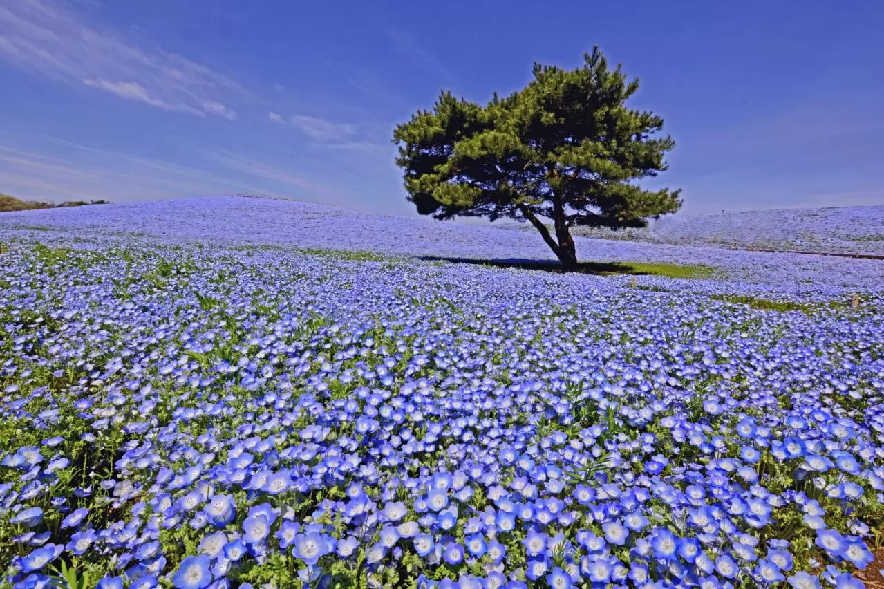 一面に広がるネモフィラ畑