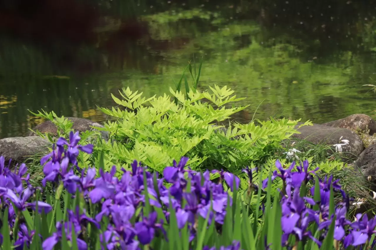 根津美術館　池と菖蒲