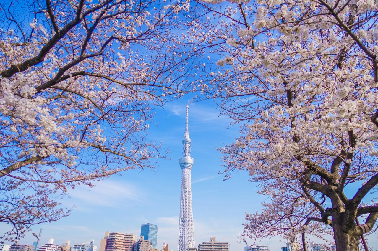 東京スカイツリーと桜