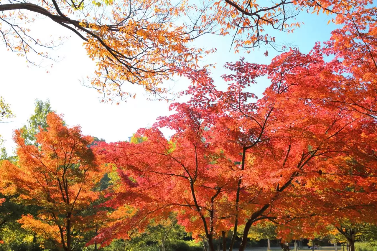 大阪城公園の紅葉