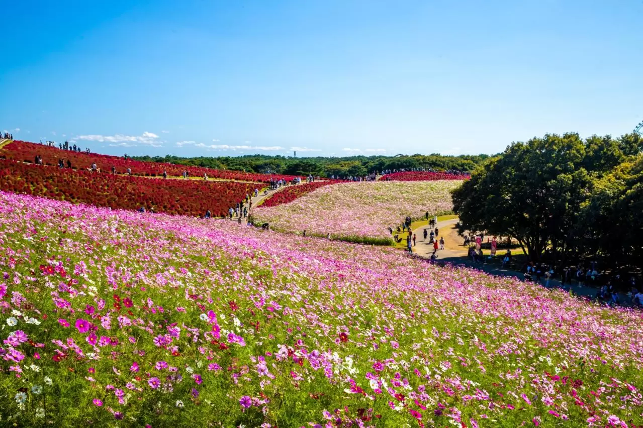 ひたち海浜公園　コスモス畑