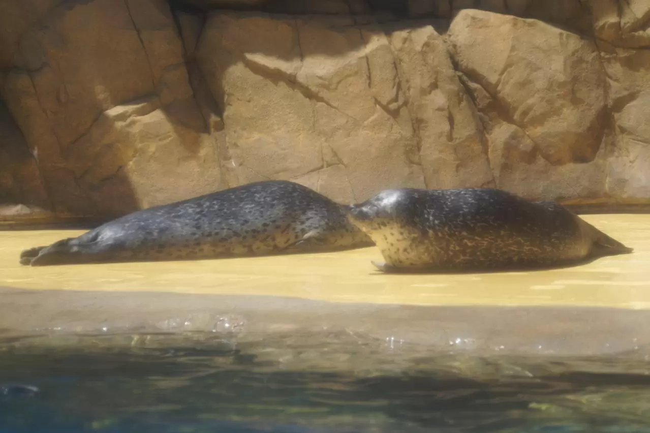  海遊館　休むゴマフアザラシ