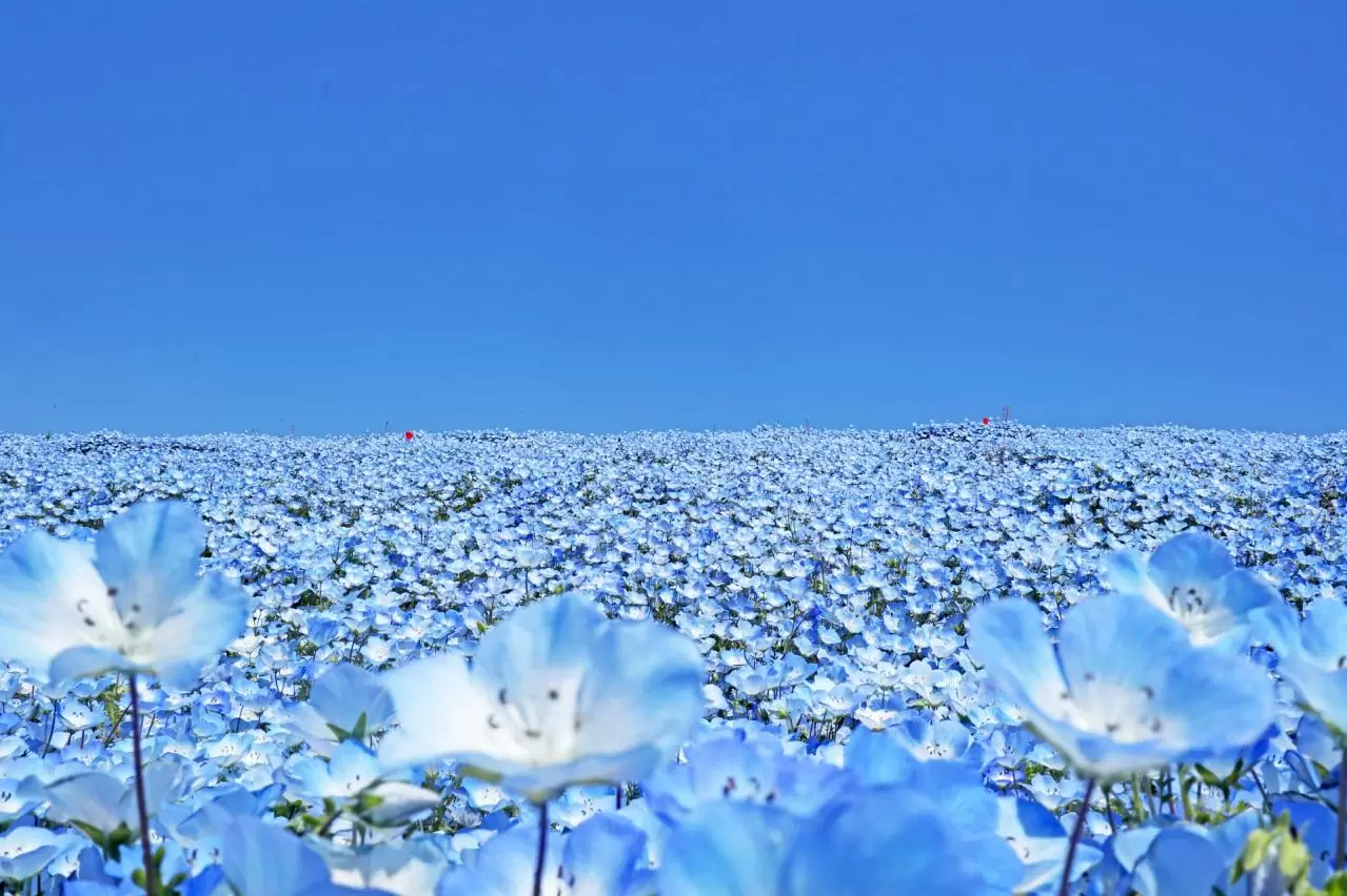 国営ひたち海浜公園　ネモフィラ