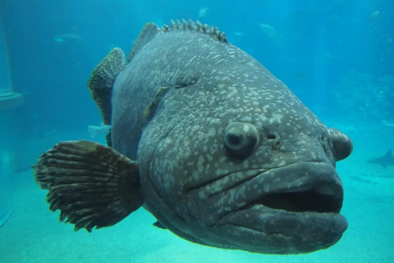 タマカイ　海遊館