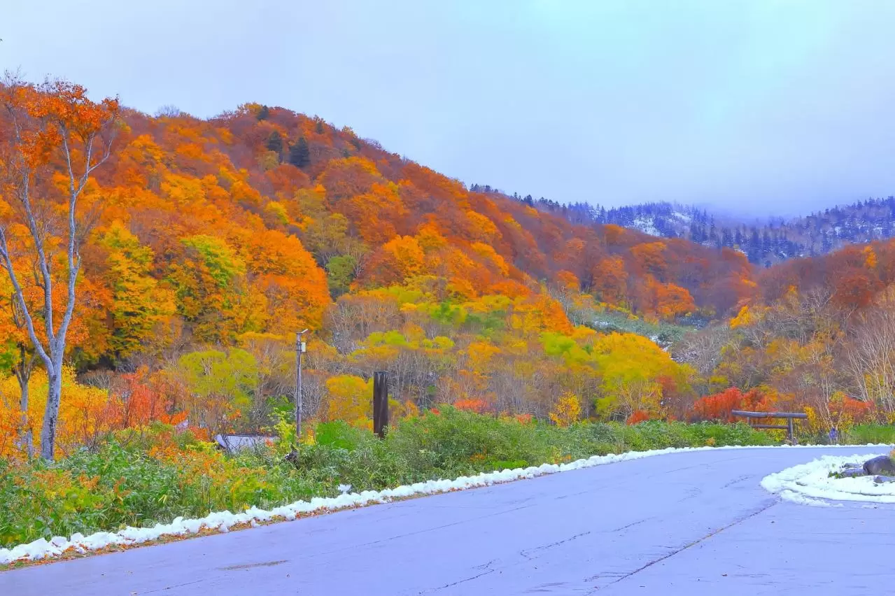 新雪と鮮やかな紅葉のコラボレーション