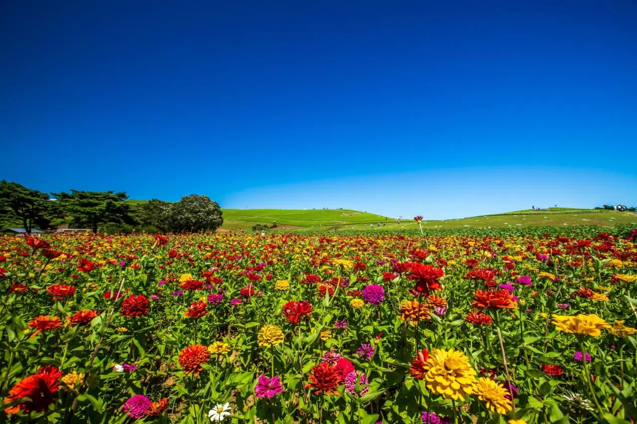 ひたち海浜公園　青空とジニア
