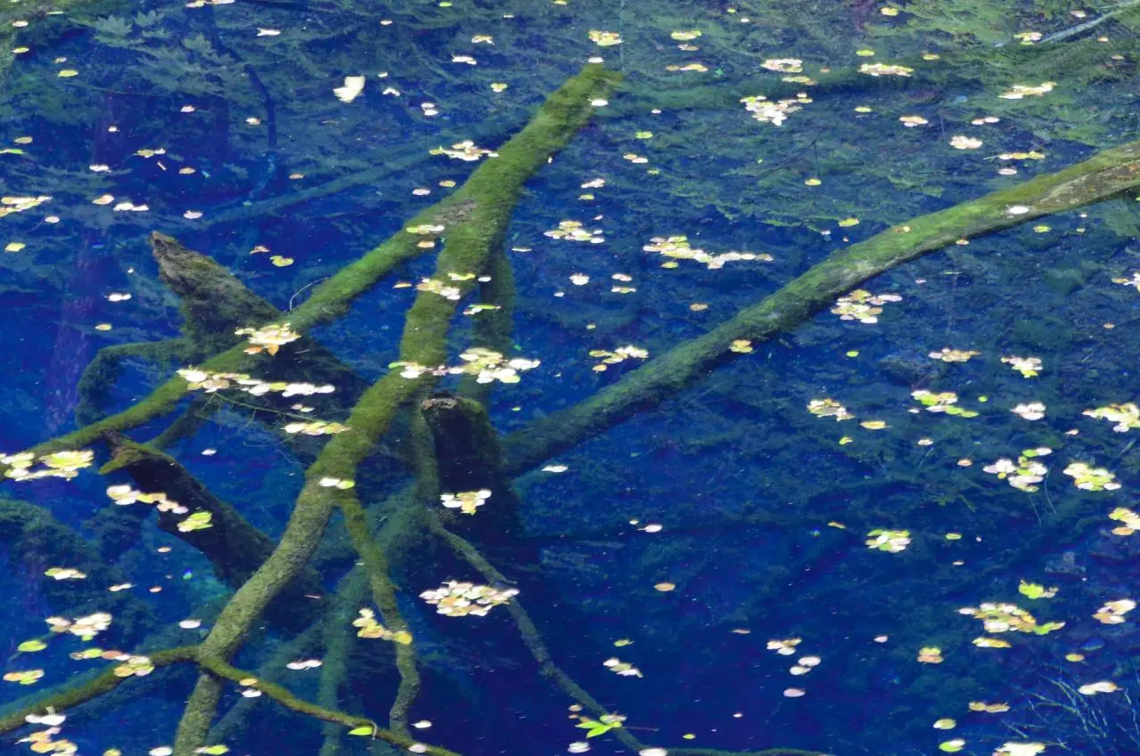 白神山地　十二湖　青池