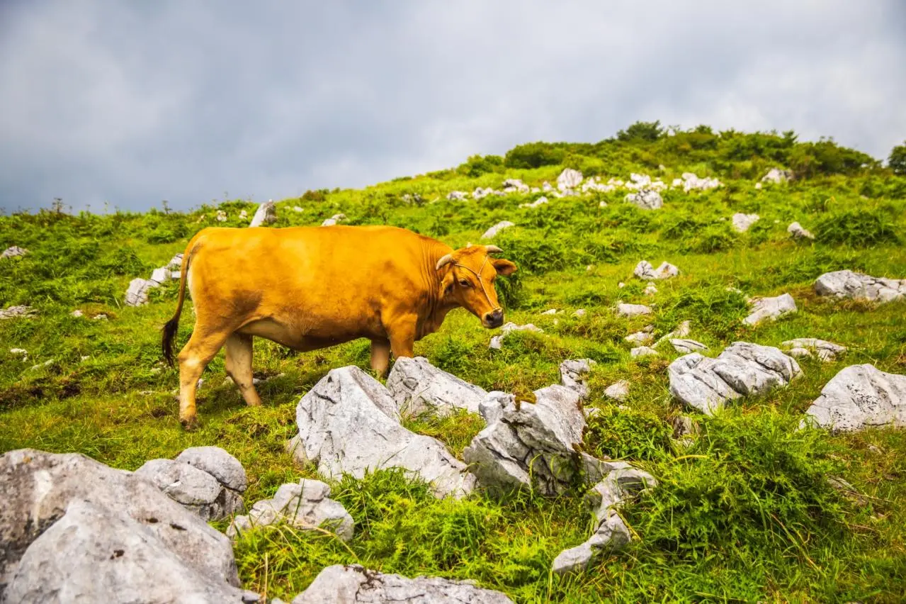 四国　カルスト台地の風景