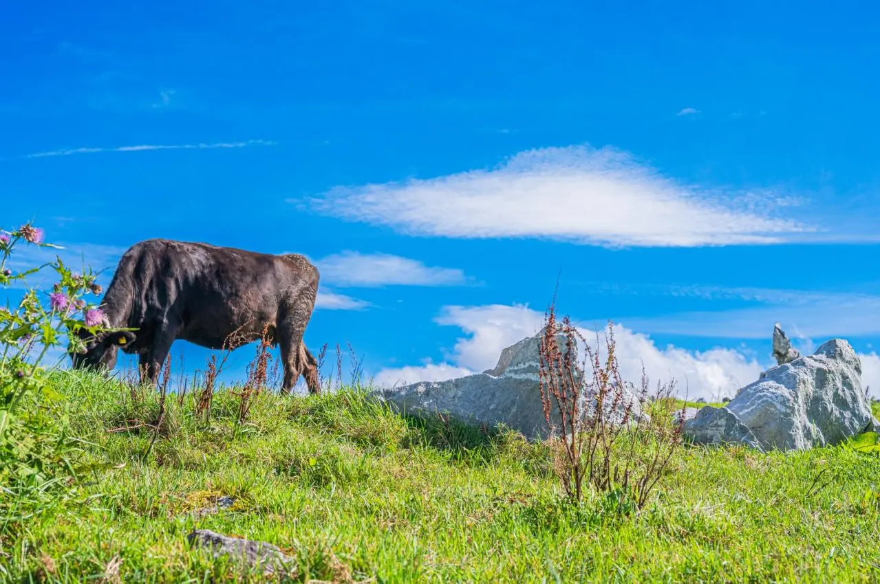  四国の絶景 四国カルスト