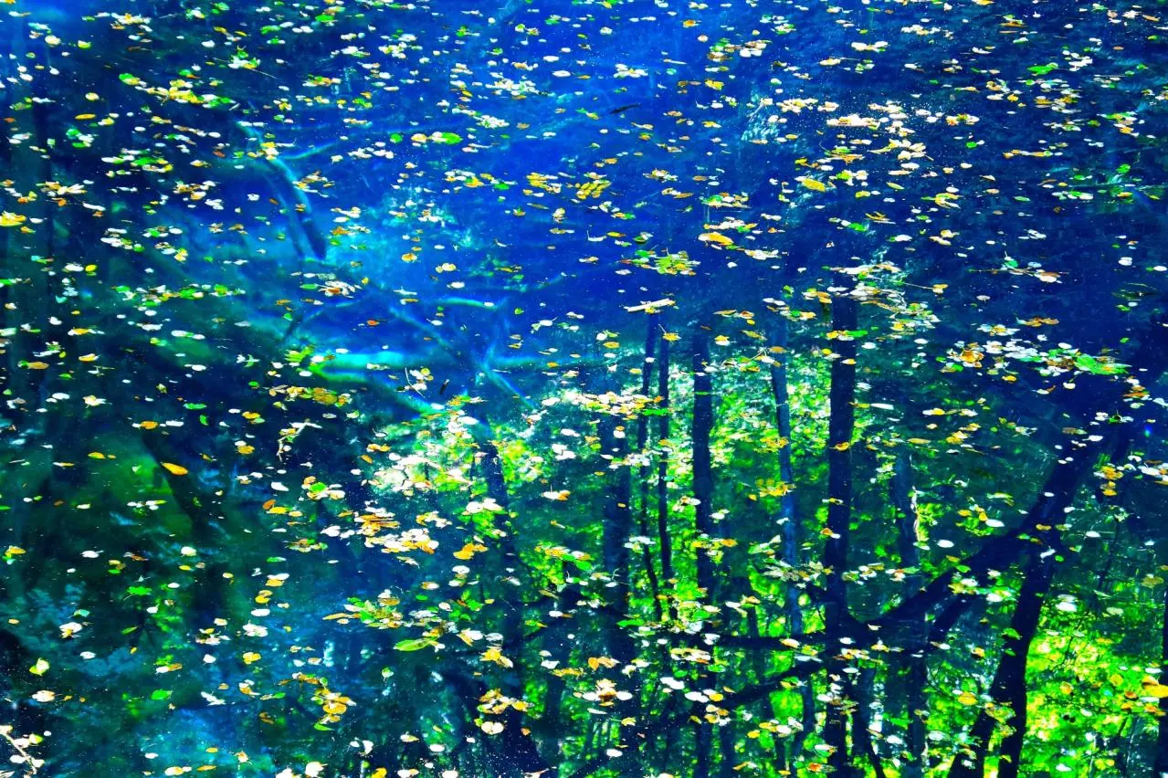 青森県　白神山地・青池