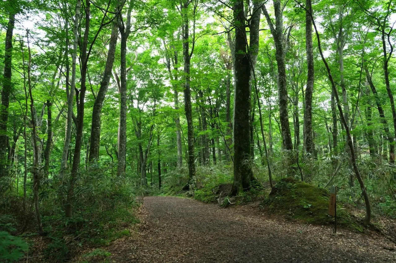 十二湖（青池）遊歩道のブナの原生林