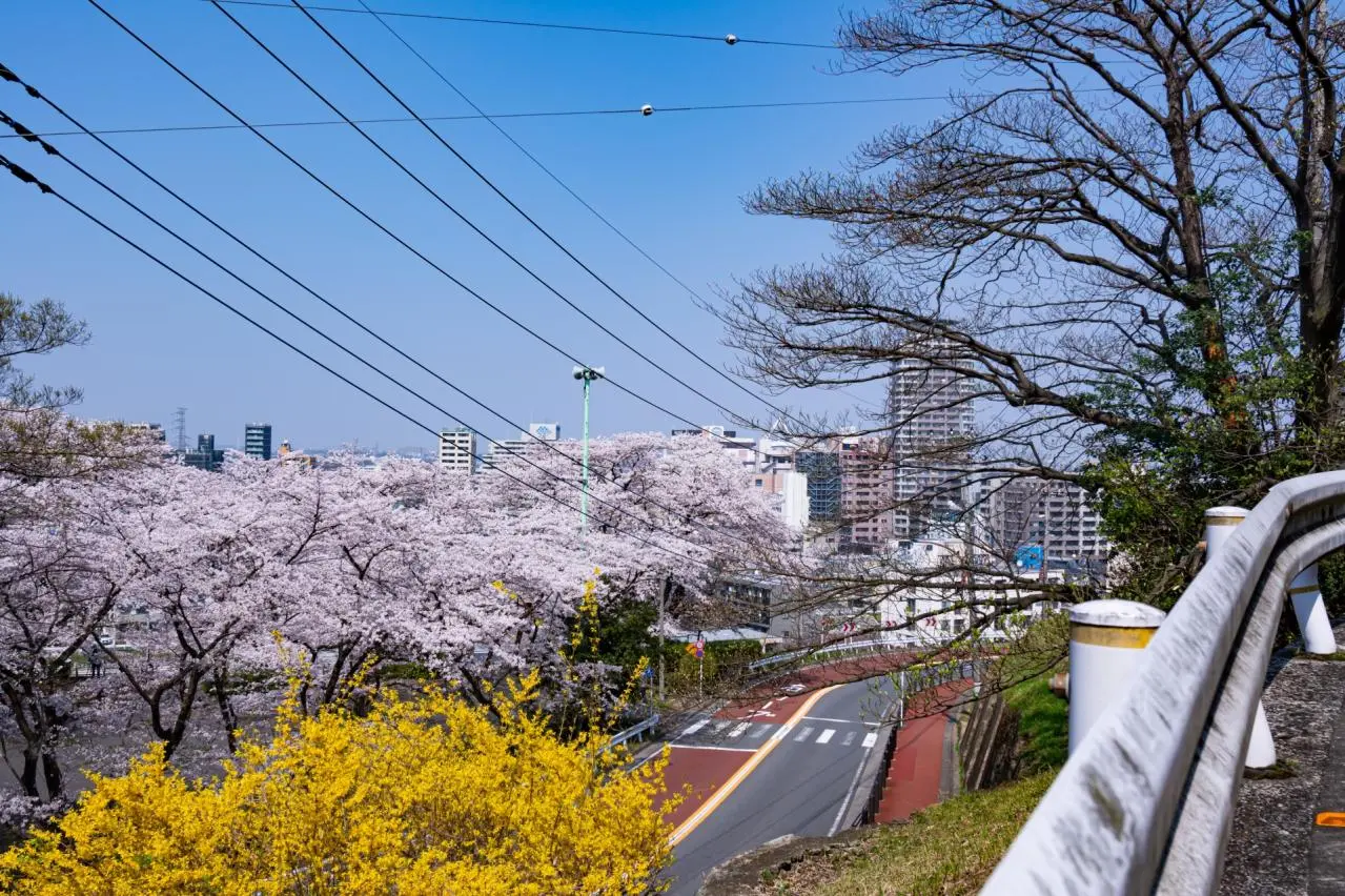 桜が満開の聖蹟桜ヶ丘のいろは坂