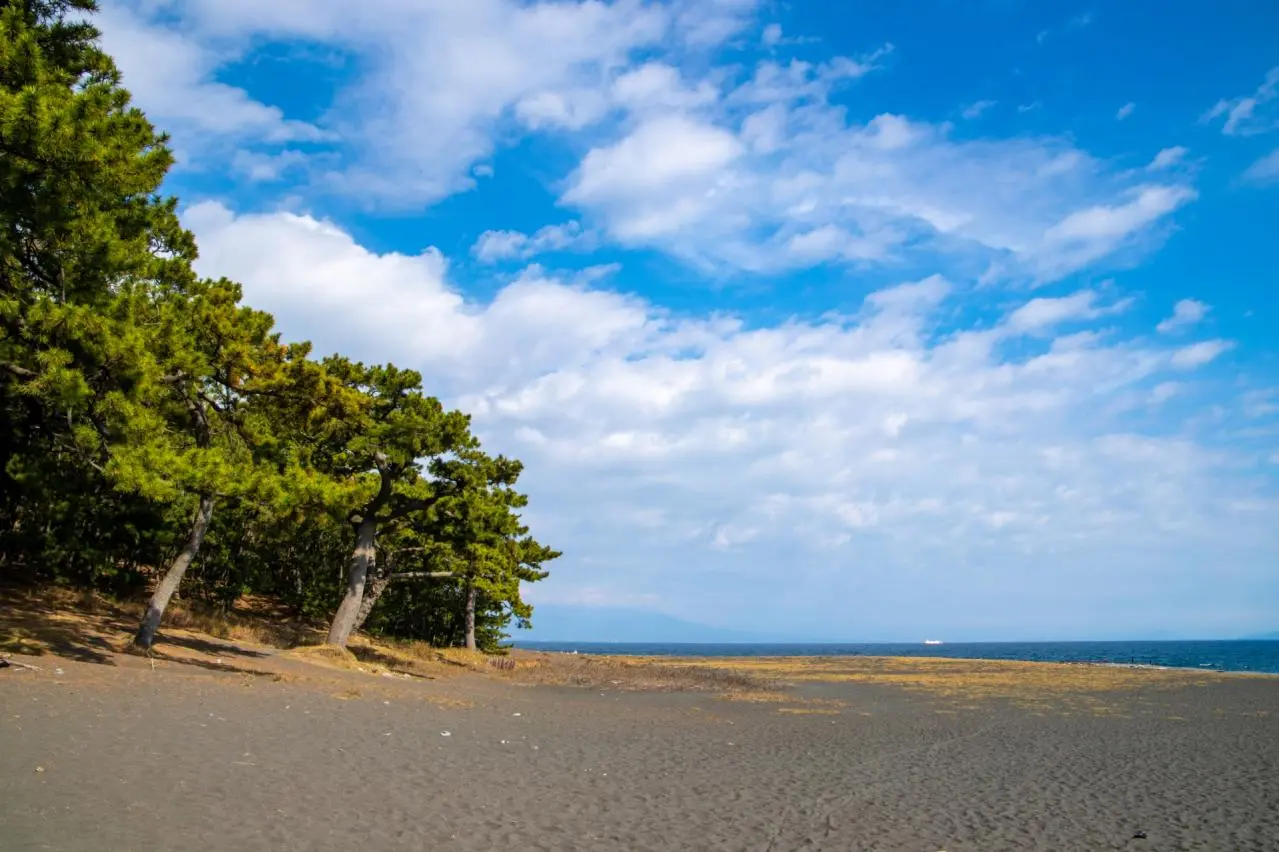 三保の松原　松林と三保海岸
