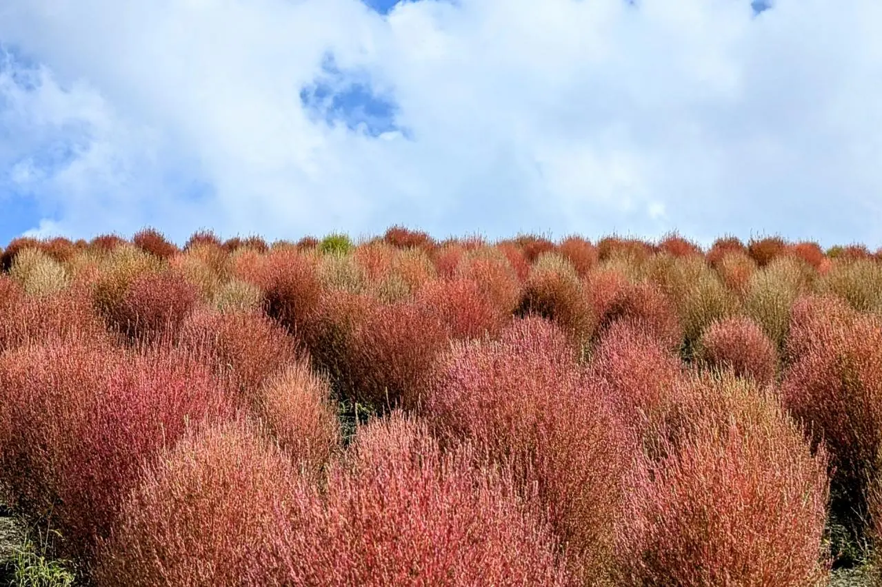  東京ドイツ村　コキアの丘