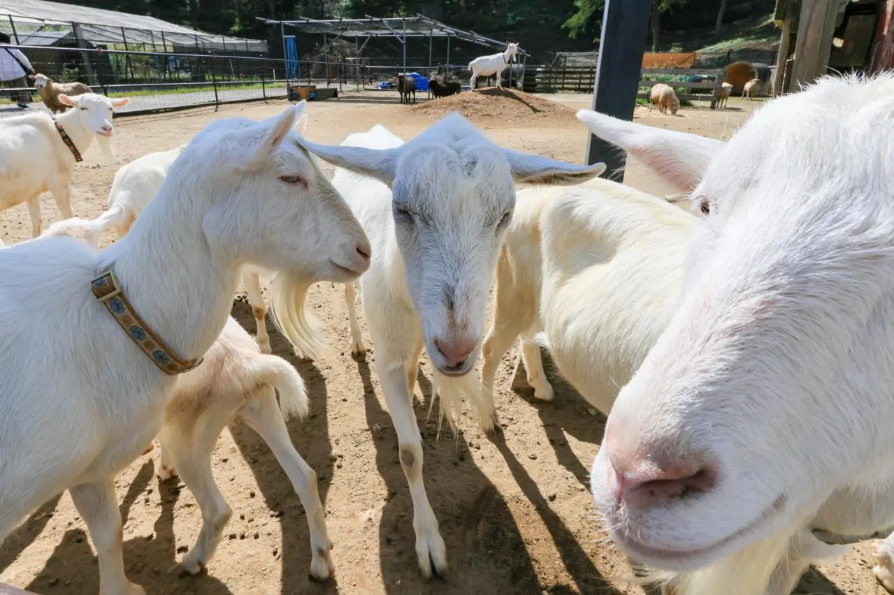 東京ドイツ村　こども動物園のヤギ