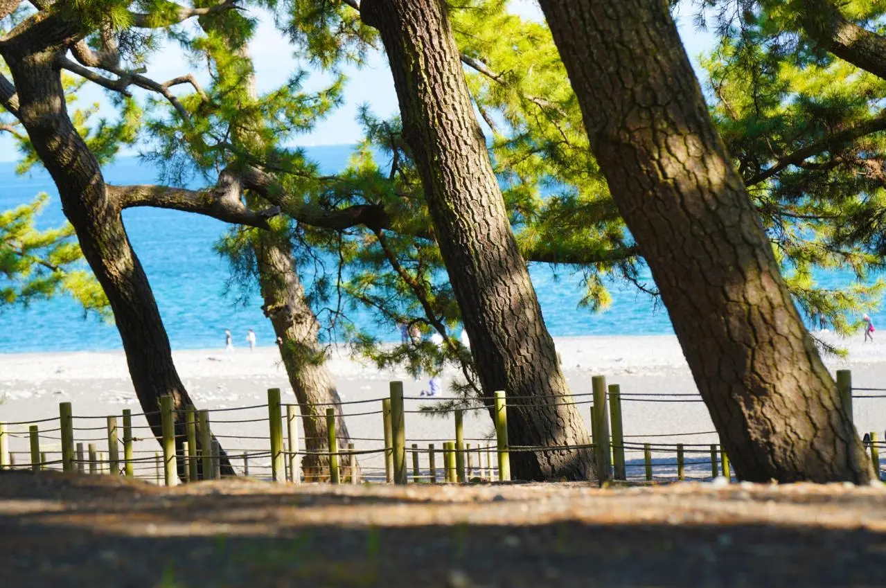 木洩れ陽が美しい広重が愛した松林