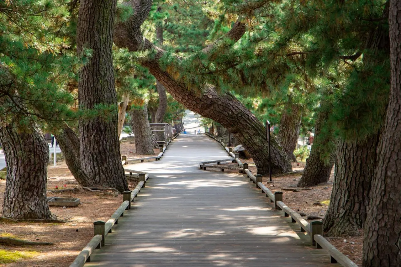 三保の松原　神の道