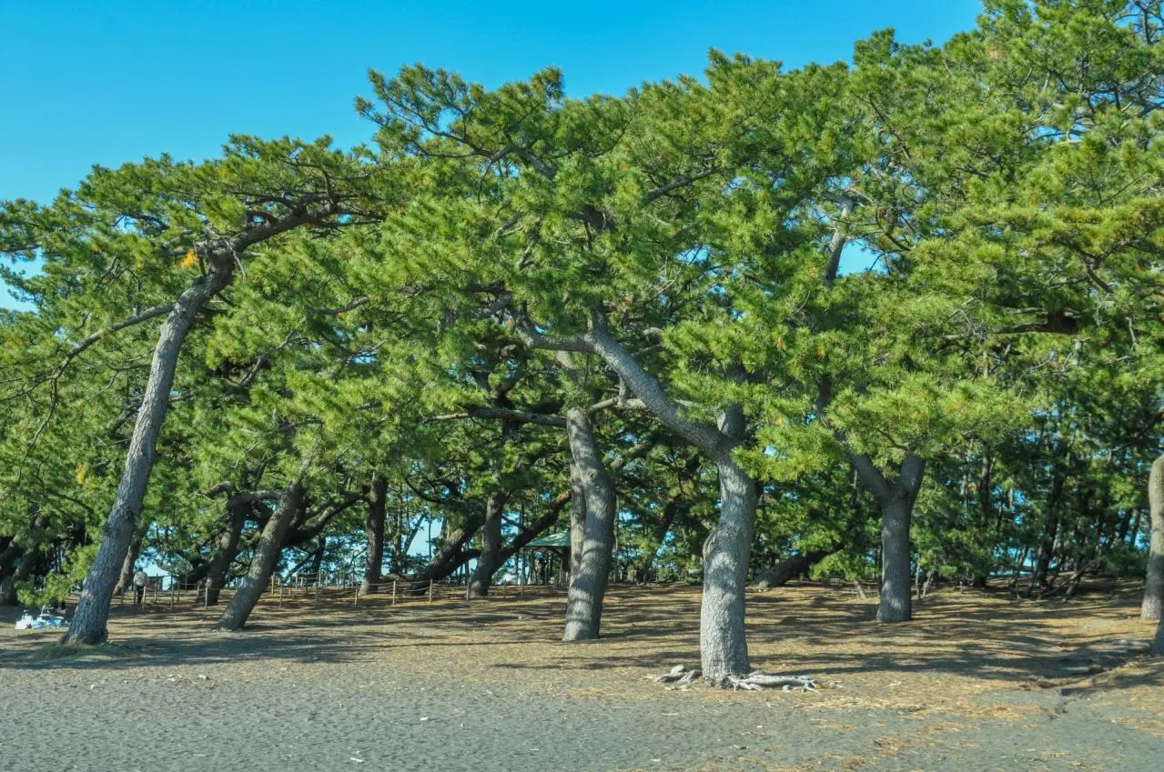 三保の松原を歩く