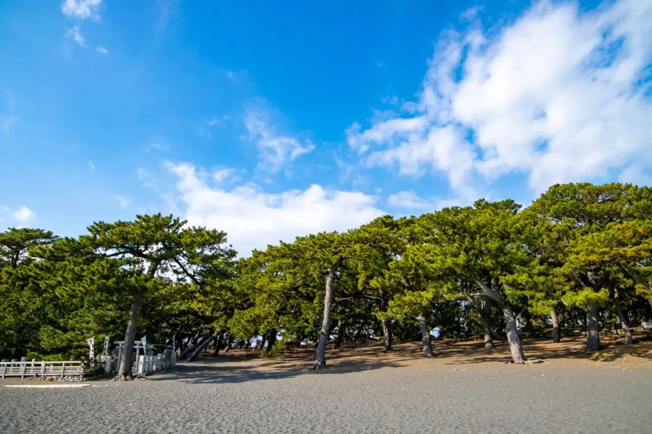 青空　三保の松原　松林