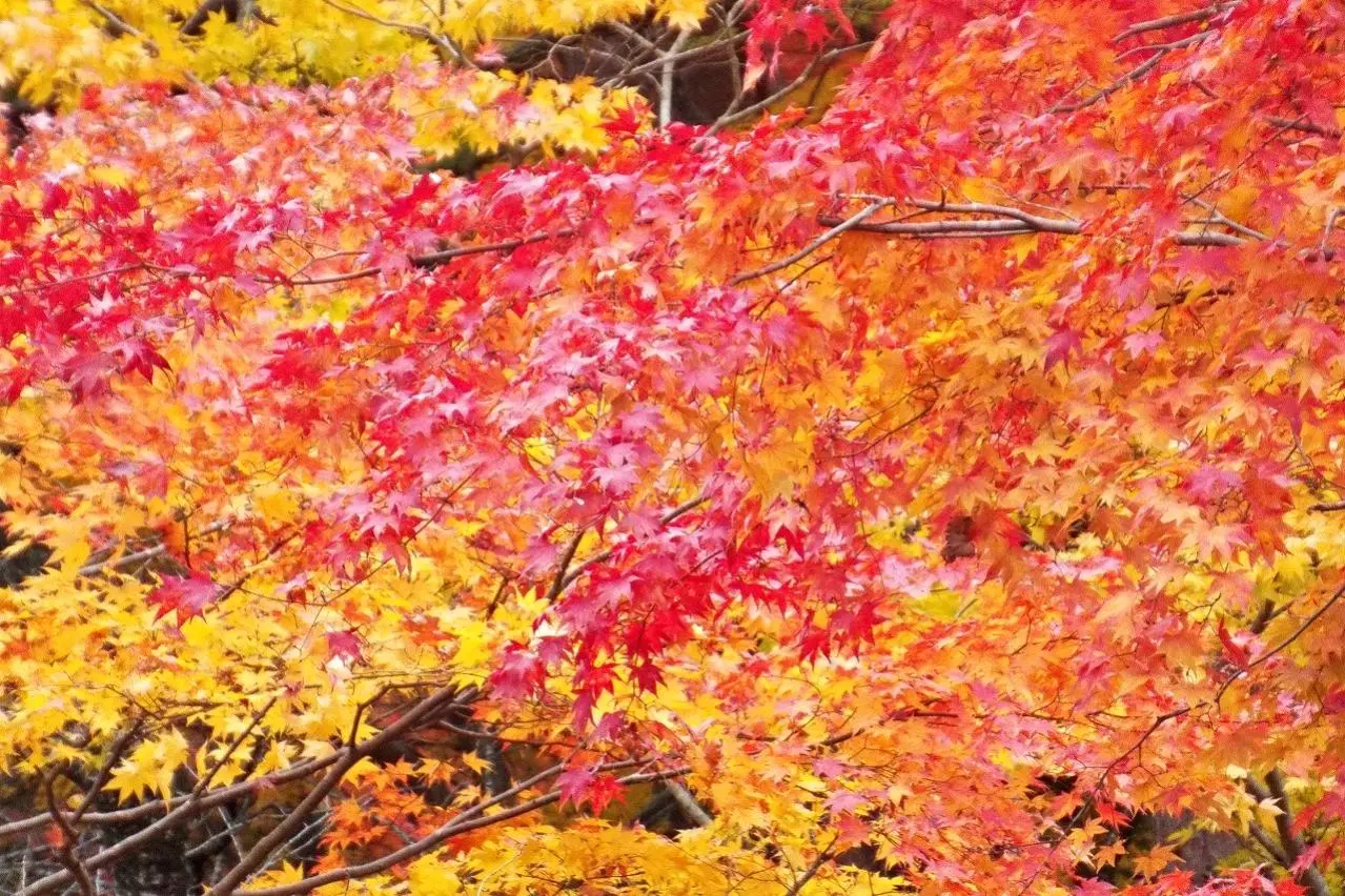 晩秋の厳美渓の紅葉